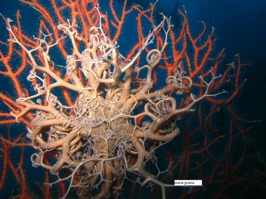 Astrospartus mediterraneus (Risso, 1826)